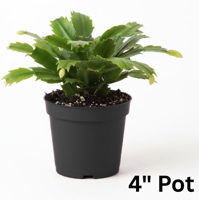 Purple Christmas Cactus Plants Live in 4 Inch Pot, Vibrant Christmas Cactus Blooms, Perennial Holiday Cactus Plant Flower Succulent Houseplant