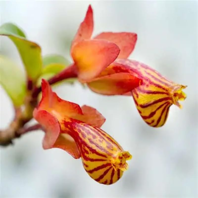 Goldfish Plants Live Houseplants | Live Columnea Nematanthus in 4-Inch Pot | Colorful Trailing Goldfish Plant for Indoors | Perfect for Tables & Home Décor | Ideal Gift for Plant Lovers
