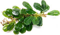 SubstrateSource Bucephalandra Purple Blue Live Aquarium Plant - Natural Freshwater Fish Tank Decorations, Aquatic Decor (Plant (6-10 Leaves))