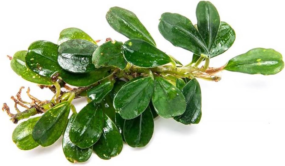 SubstrateSource Bucephalandra Purple Blue Live Aquarium Plant - Natural Freshwater Fish Tank Decorations, Aquatic Decor (Plant (6-10 Leaves))