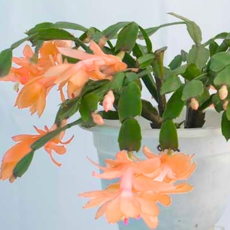 Thanksgiving Cactus Plants Live in 4" Pot, Holiday Christmas Cactus, Colorful Indoor Houseplant, Zygocactus Like, Ready to Bloom (Orange)