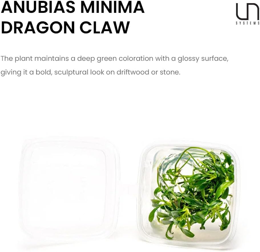 Ultum Nature Systems Live Tissue Culture - Anubias Minima Dragon Claw (Anubias Minima) - Easy - Low to Medium Light - Green Accent - Midground - 100% Snail Free Grown in-Vitro