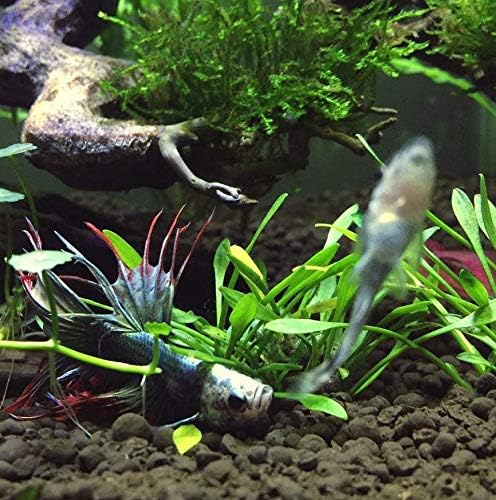 Cyrptocoryne Parva 100% Tissue Culture Easy Low-Light Freshwater Carpet Live Aquarium Plants Decorations 3 Days Live Guaranteed