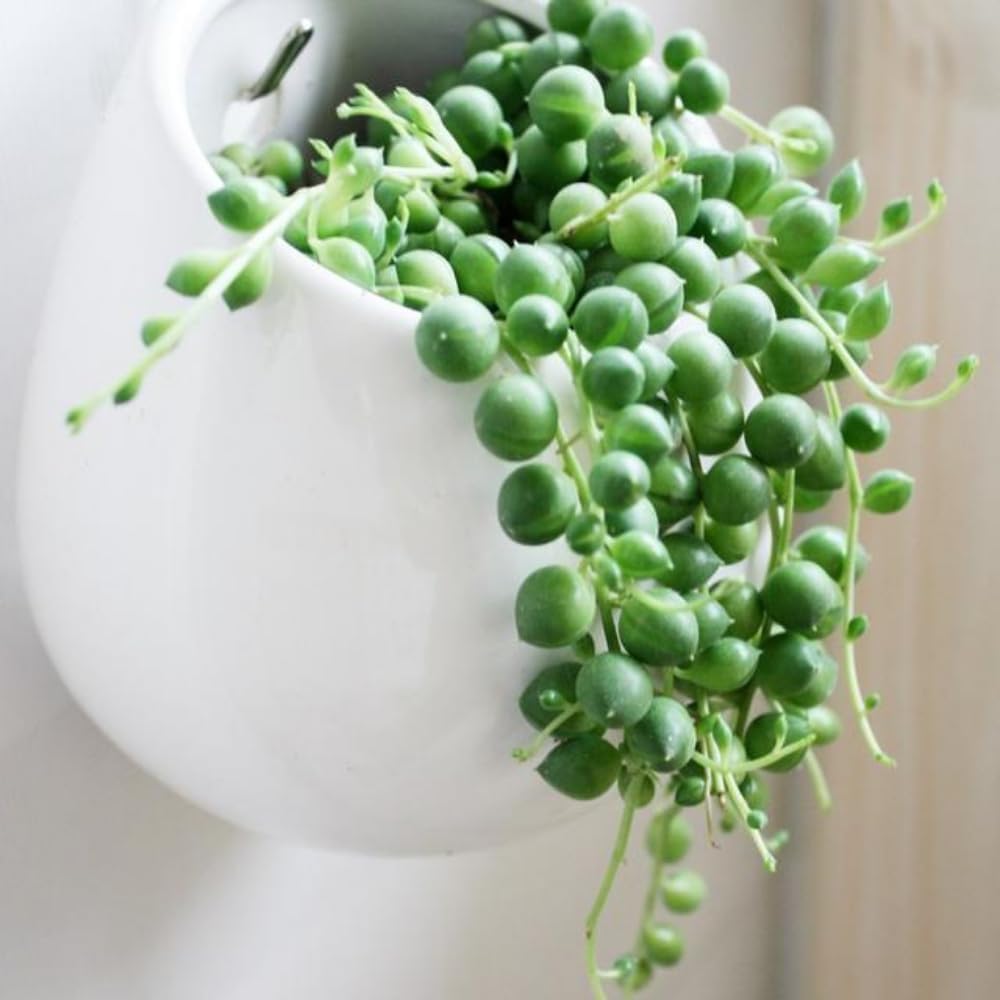 String of Pearls Plant Live 4 Inch Pot, Rare Succulents Plants in Hanging Baskets, Trailing Succulent Houseplant for Home Office (String of Pearls)