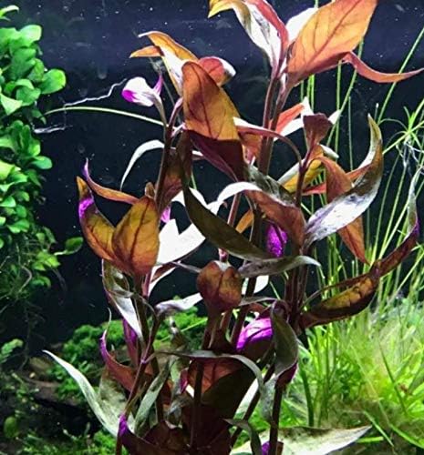 Alternanthera Lilacina Bundle Freshwater Red Stems Live Aquarium Plant
