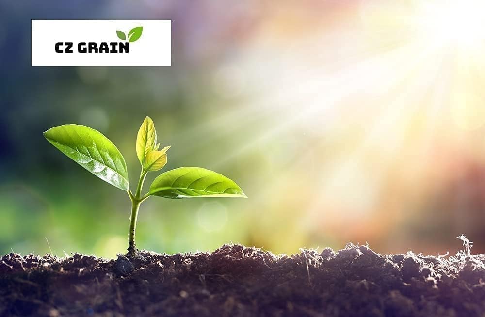 Lyreleaf Sage Plant – Native Wildflower with Purple Spikes and Unique Foliage - Seedling to Grow in Your Own Garden (1 Seedling)
