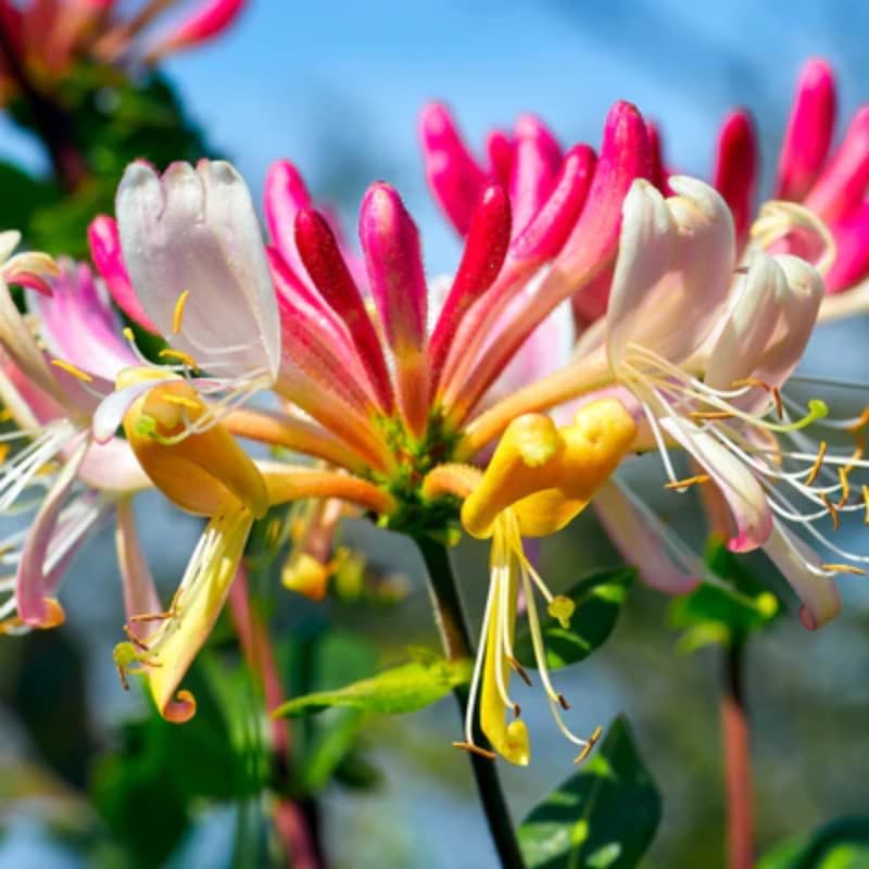Honeysuckle Plant Live for Planting, Lonicera Honeysuckle Vine, Very Hardy, in 2.5 Inc Pot, Fragrant Pink Yellow Bloom
