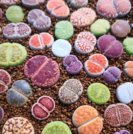 30 Lithops Seeds Mix Live for Planting, Lithops Living Stones Mix Rare Live Succulent Plant for Indoor Outdoor