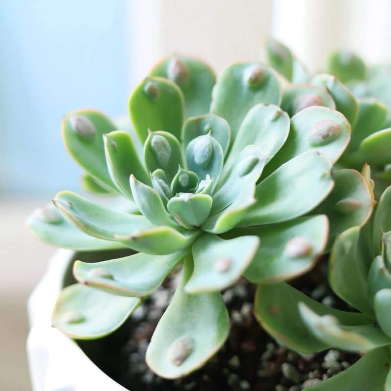 Echeveria Succulents Live Plants for Planting, Live Echeveria Succulents, Live Echeveria Plant, Live Echeveria Succulents, Echeveria Rain 4 Inch