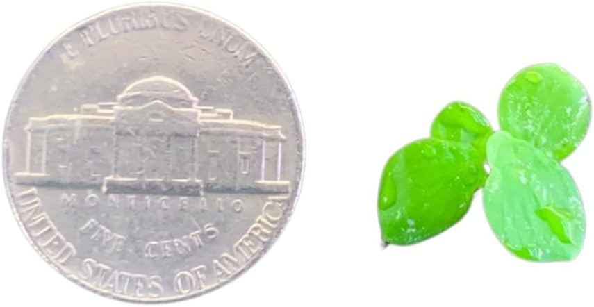 Giant Duckweed, Live Aquarium Floating Plant, Spirodela polyrhiza, 60+ Plants - Buy2Get1