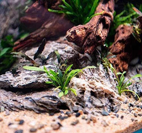 Cyrptocoryne Parva 100% Tissue Culture Easy Low-Light Freshwater Carpet Live Aquarium Plants Decorations 3 Days Live Guaranteed