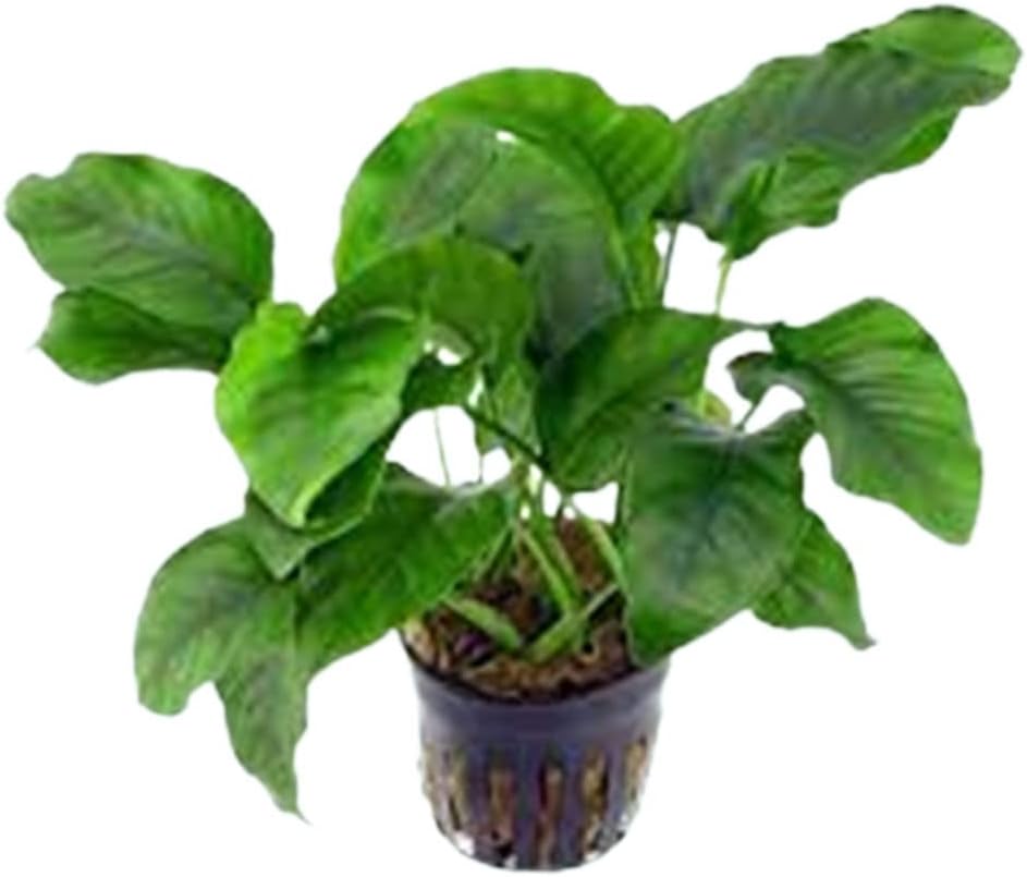 Anubias Barteri Nana Bare Root - Live Aquarium Plant - Low Maintenance Aquatic Greenery for Freshwater Tanks -Hardy & Easy to Grow - Natural Filtration in Low Light Condition - 2 Pots