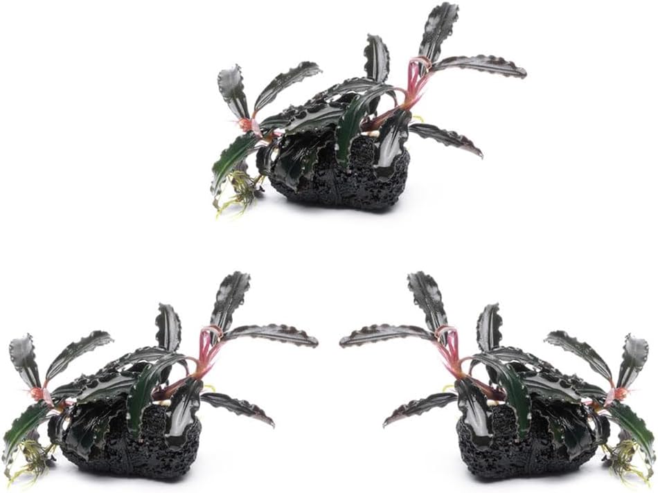 SubstrateSource Live Planted Decor - Bucephalandra Godzilla (Bucephalandra sp.) on Lava Stone (Framed) - Dark Green Leaves with Ruffled Edges Aquatic Plant, Low to Medium Light for Aquascaping, 3 Pack