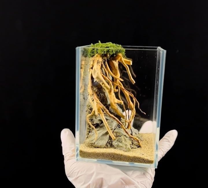Aquarium Driftwood Centerpiece Aquarium Landscape, Handcrafted Fish Tank hardscape Landscape (style2)