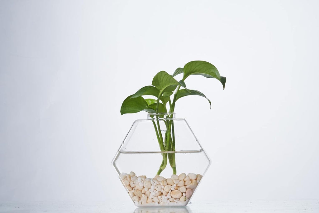 Glass Wall Planters 6PcsTerrarium Hanging Air Plant Holders Containers for Hydroponics Plants, Succulents, Herbs, Flowers (Hexagon)