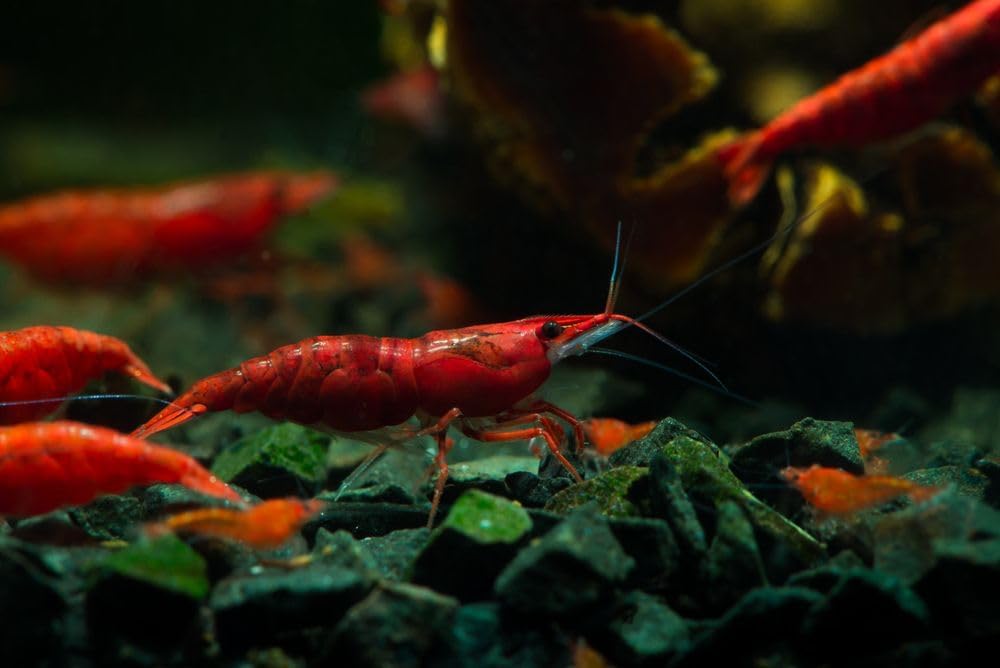 was High Grade Fire Red Cherry Shrimps Neocaridina Live Freshwater Shrimp Aquarium Inverts High-Grade Cherry Neocaridina Live Arrive Gurrentee (red-20)