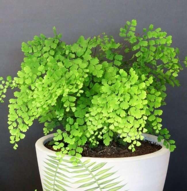 Maidenhair Fern Live Plant for Indoor | Different Houseplants in 4'' & 6'' Pot | Real House Plant for Living Room, Office, Desk & Bathroom | Black Southern | Venus Hair Fern