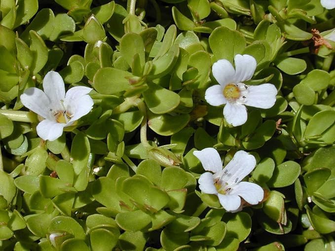 100% Pure & Fresh Bacopa monnieri Leaf - 8.81Ounce | 250Gram - Dried Brahmi Leaves
