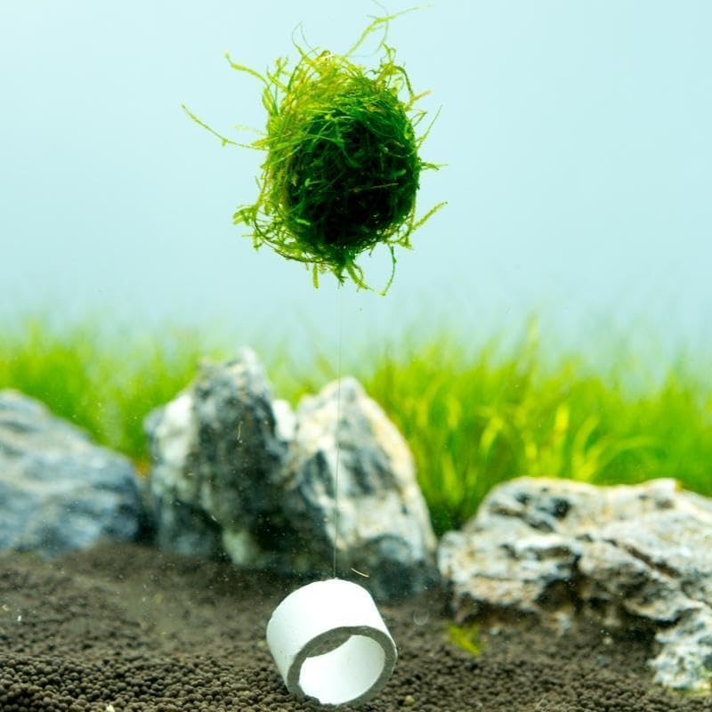 SubstrateSource Live Planted Decor - Christmas Moss Ball - Deep Green Freshwater Aquatic Plant, Low Light Aquarium Hardscape Accent for Aquascaping, Moderate Growth Rate - 1 Pack