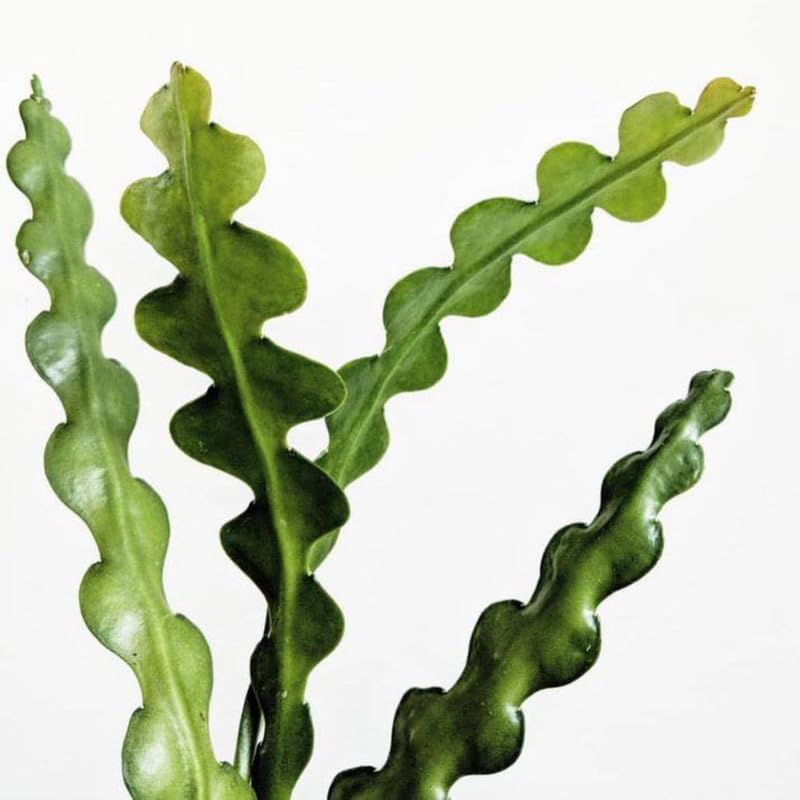 RIC Rac Cactus Live Plant in 4" Pot | Low-Maintenance Indoor Cactus for Shelves and Hanging Displays | Beautiful Gift for Plant Lovers