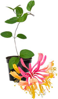 Honeysuckle Plant Live for Planting, Lonicera Honeysuckle Vine, Very Hardy, in 2.5 Inc Pot, Fragrant Pink Yellow Bloom