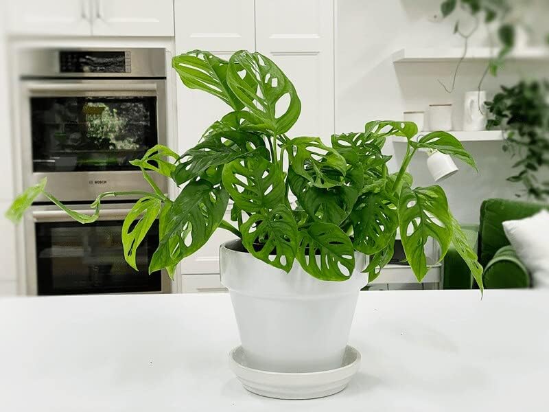 Gardenera Premium Swiss Cheese Plant Potting Mix - Monstera Deliciosa Blend for Optimal Nutrients and Drainage for Healthy Growth - 4 Quart