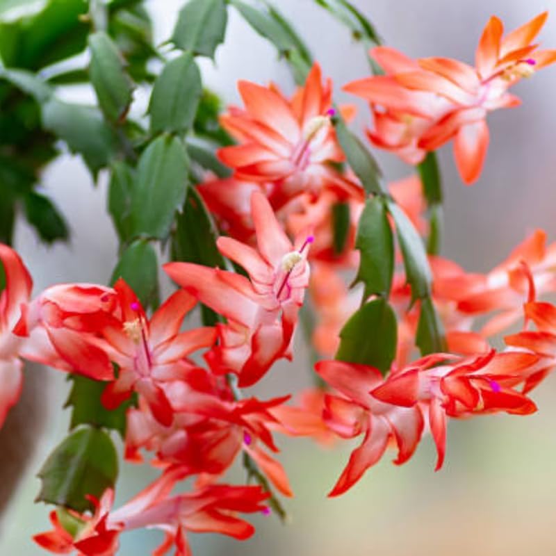 2 Christmas Cactus Plants Live, Holiday Blooming Indoor Plants Live Houseplants, Hanging Baskets Easy Care, Well-Rooted 5-8" Tall, No Pot, Bareroots, Single Stems (Orange Christmas Cactus)