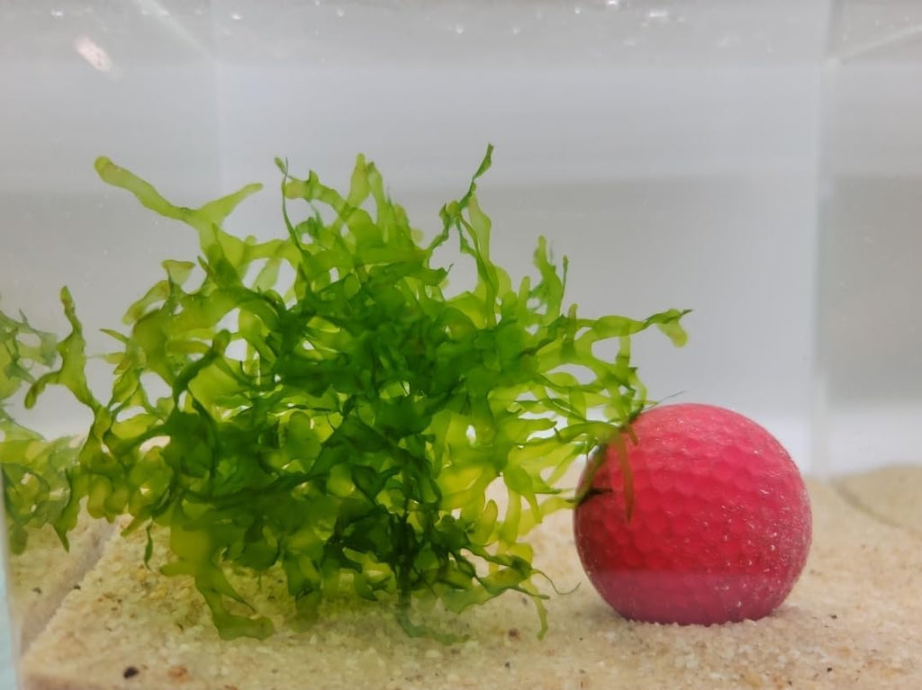 Enchanting Aquatic Moss Collection: Create a Lush Underwater Landscape with Easy-Care Varieties - Perfect for Aquarium Décor and Aquascaping (5 Subwassertang Moss - Golfball Size)