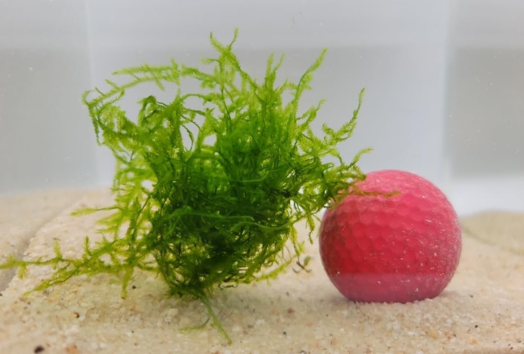 Enchanting Aquatic Moss Collection: Create a Lush Underwater Landscape with Easy-Care Varieties - Perfect for Aquarium Décor and Aquascaping (3 Subwassertang Moss - Golfball Size)