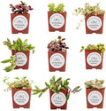 Live Trailing Mystery Succulent (9‑Pack) | Well‑Rooted 2″ Pots | Hanging Basket Starters | DIY Decor & Gift‑Ready
