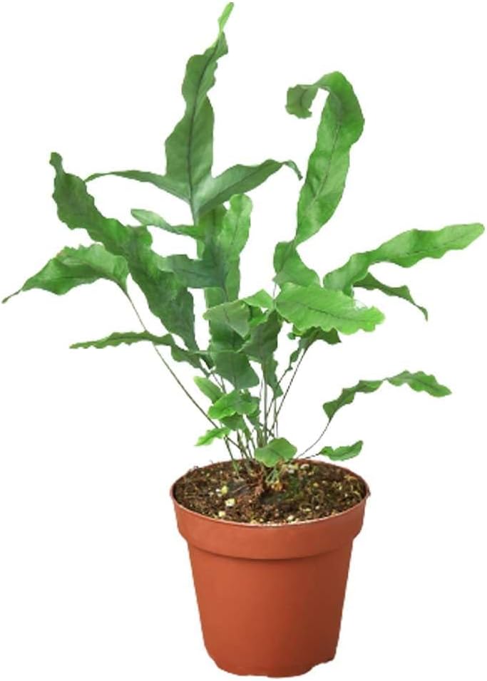 Fern Blue Star Live Plant for Indoor | Different Houseplants in 4'' & 6'' Pot | Real House Plant for Living Room, Office, Desk & Bathroom | Blue Star | Phlebodium aureum