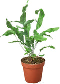 Fern Blue Star Live Plant for Indoor | Different Houseplants in 4'' & 6'' Pot | Real House Plant for Living Room, Office, Desk & Bathroom | Blue Star | Phlebodium aureum