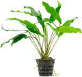 Anubias Minima Live Freshwater Aquarium Plant – Hardy Low Maintenance Aquatic Plant - Ideal for Low Light & Natural Fish Tank Decoration - Safe for Shrimp & Betta - 2 Inch Pot