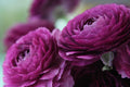 Ranunculus Bulbs for Planting - Buttercup Flower -Plant in Gardens, Containers & Flowerbeds - Easy to Grow Fall or Spring Perennial Flowers Bulbs (20 Purple Bulbs)