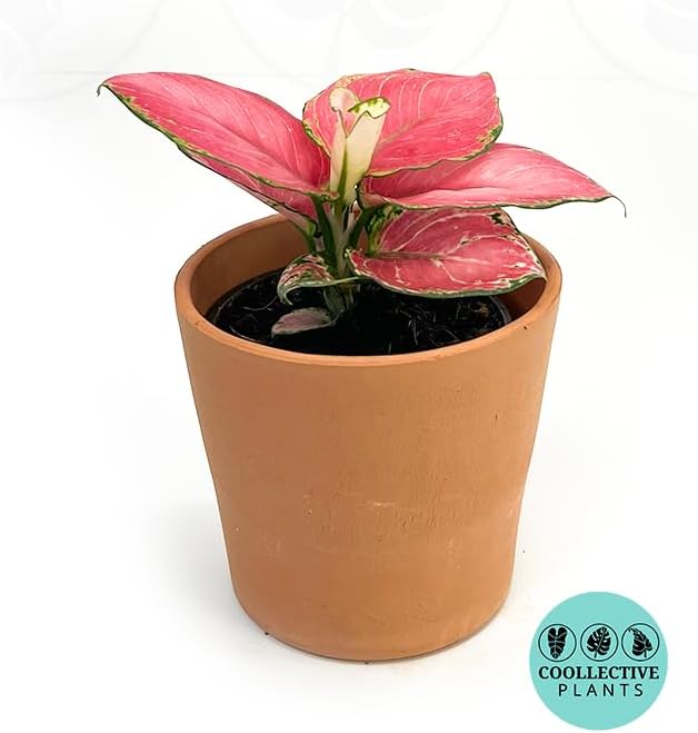 CoollectivePlants Aglaonema Chinese Evergreen ‘Cherry’ – Live Plant in 4″ Growers Pot, Aglaonema Live Plant, Easy Care Indoor Plant, Low Maintenance Houseplant