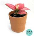 CoollectivePlants Aglaonema Chinese Evergreen ‘Cherry’ – Live Plant in 4″ Growers Pot, Aglaonema Live Plant, Easy Care Indoor Plant, Low Maintenance Houseplant