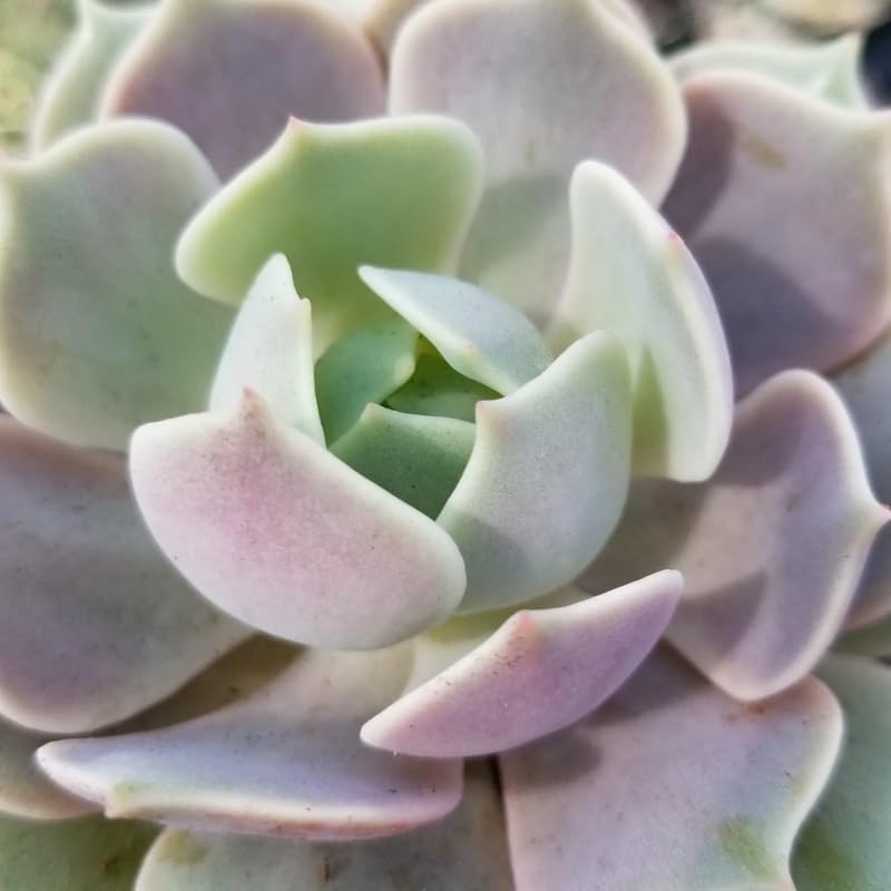 Echeveria Succulents Live Plants for Planting, Live Echeveria Succulents, Live Echeveria Plant, Live Echeveria Succulents, Echeveria Succulents 4 Inch