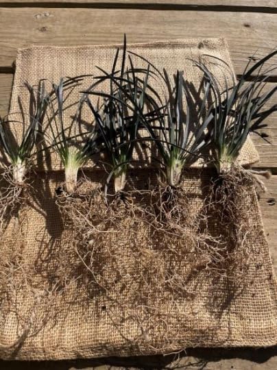 20 Black Mondo Decorative Grass Plants Bareroots