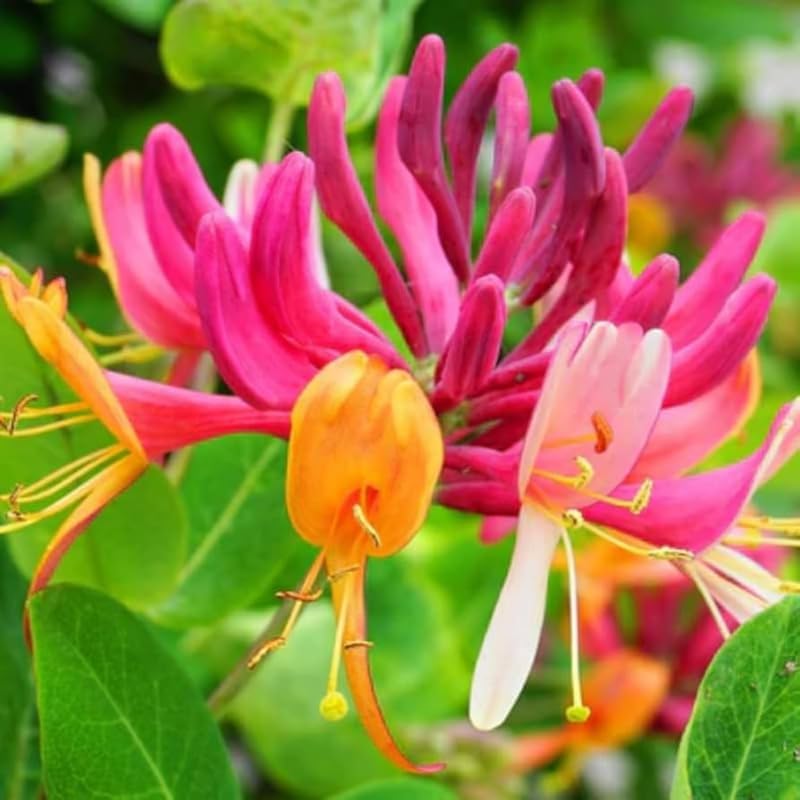 Honeysuckle Plant Live for Planting, Lonicera Honeysuckle Vine, Very Hardy, in 2.5 Inc Pot, Fragrant Pink Yellow Bloom