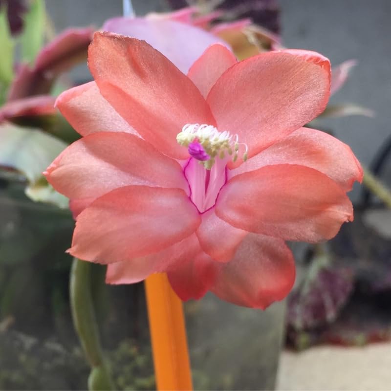2 Salmon Christmas Cactus Plants, Thanksgiving Cactus 3-6 Inch Tall, Winter Succulents Flowers Container Hanging Basket Indoor Outdoor Planting