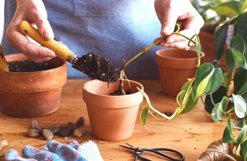 Gardenera Premium Himalayan Cedar Potting Soil Mix - Perfect Balance of Nutrients, Drainage, and Aeration for Healthy Cedar Trees - 1 Quart