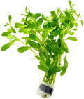 SubstrateSource Live Plant - Ludwigia Inclinata 'Green' - Moderate Care, High Light, Bright Green Accent, Freshwater Aquatic Plant for Aquascaping - Lead Bunch