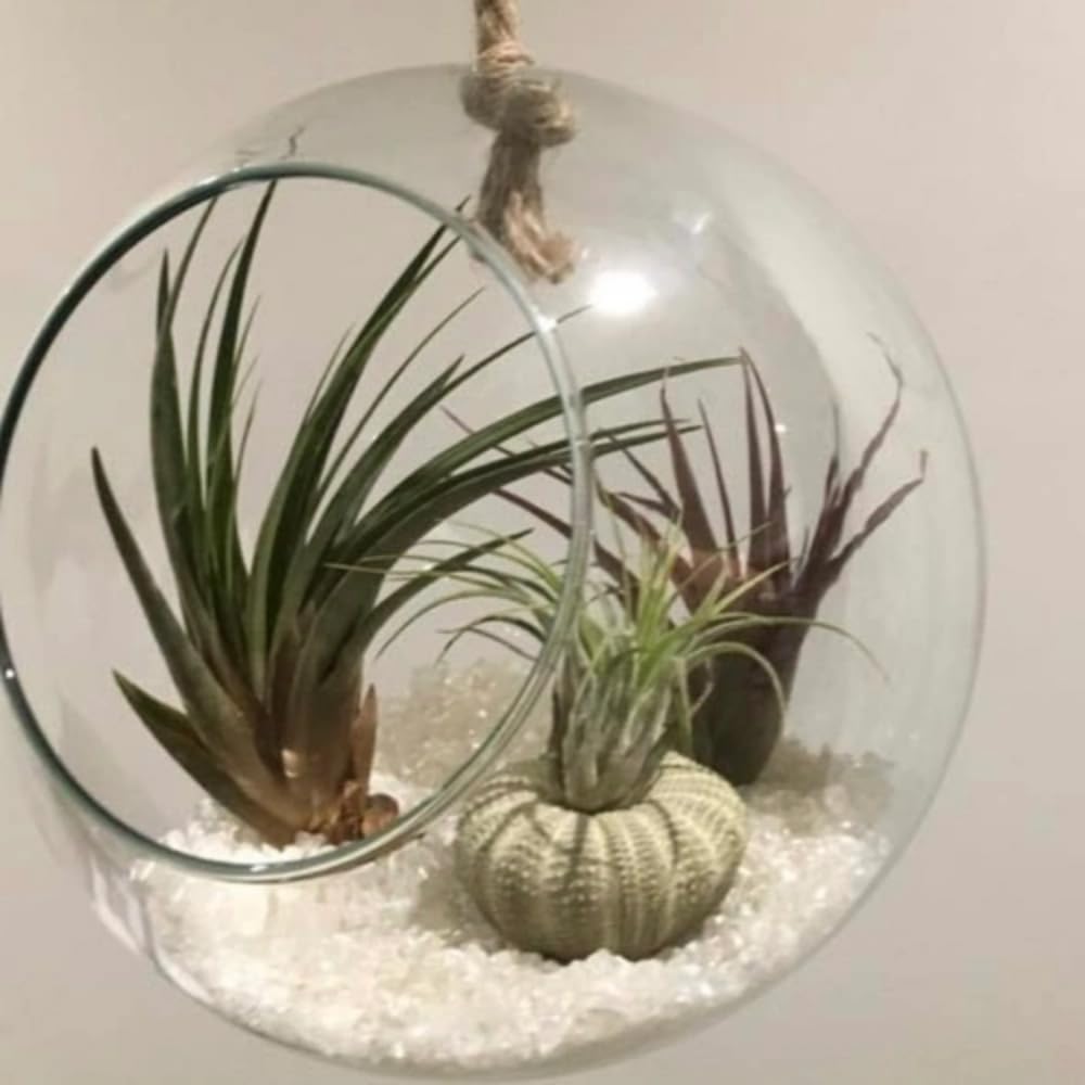 12 Tillandsia Air Plants, Live Succulents Indoor Plants, Assorted Airplants Variety for Decoration, Terrariums, and Office