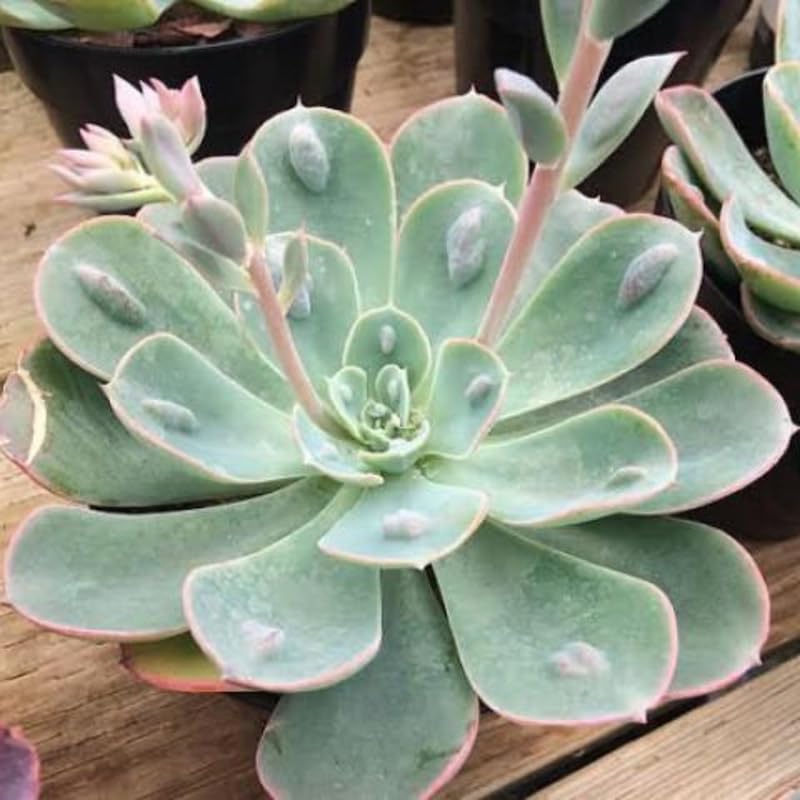 Echeveria Succulents Live Plants for Planting, Live Echeveria Succulents, Live Echeveria Plant, Live Echeveria Succulents, Echeveria Rain 4 Inch