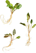 Cryptocoryne wendtii Brown, Green, Red Live Aquarium Plants Bundle (3 Pack)