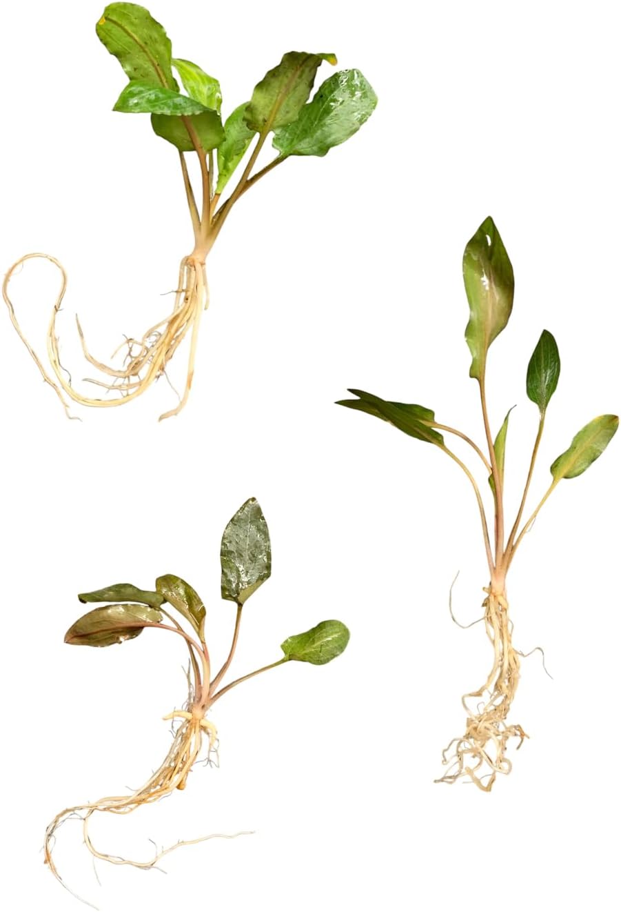Cryptocoryne wendtii Brown, Green, Red Live Aquarium Plants Bundle (2 Pack)