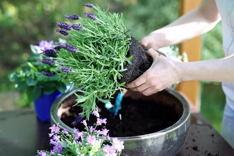 Gardenera Premium Lavender Potting Mix - Nourish Your Lavender Plants for Beautiful Blooms - 1 Quart