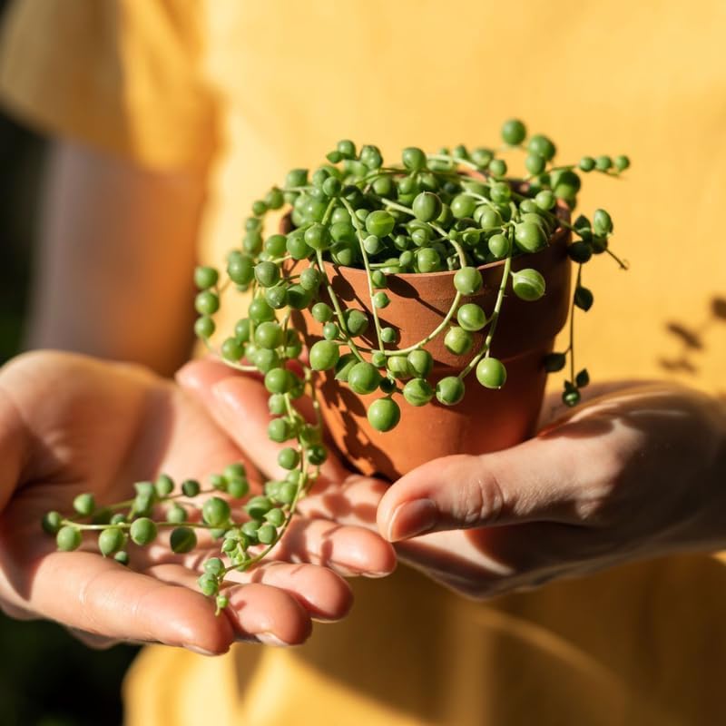 String of Pearls Plant Live for Planting, String of Pearls Pot, Live String of Pearls Plant, Fully Rooted, Hanging Succulent Houseplant, Green String of Pearls, 2.5" Pot