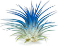 Rainbow Tillandsia Air Plant, Tillandsia Air Plant, Airplant, Air Purification, House Plant, Home Decor & Gift, Live Plant, Healthy Arrival Guarantee (Bright Blue)