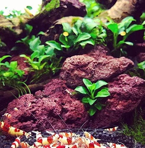 Anubias Nana Petite On Lava Rock 1" Live Aquarium Plant Perfect for Nano Betta Fish Tank